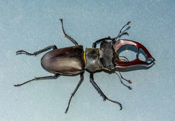 Closeup Shot Lucanus Cervus Beetle Smooth Grey Surface — Stock Photo, Image