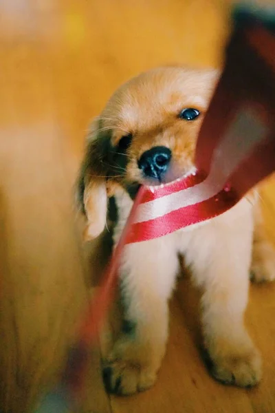 一只可爱的小狗用红白相间的带子玩耍的垂直特写镜头 — 图库照片