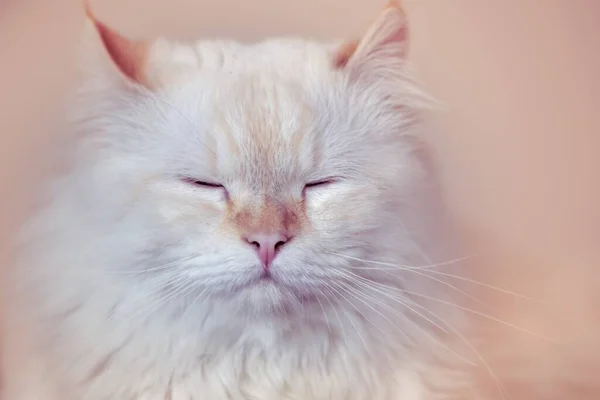 Gros Plan Chat Domestique Blanc Aux Yeux Fermés Isolé Sur — Photo