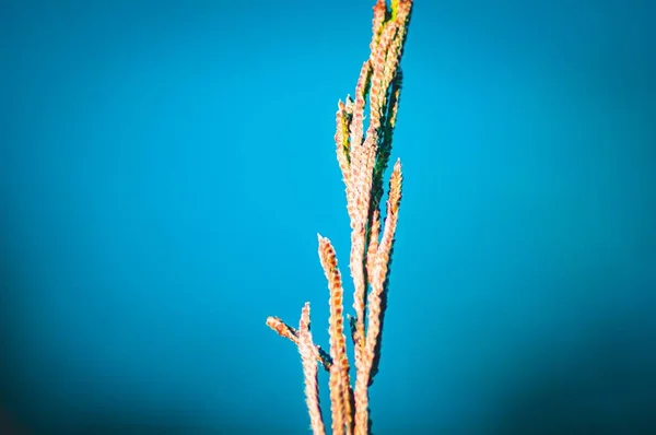 Selektiv Fokusbild Tropisk Levande Växt Med Vanlig Marin Bakgrund — Stockfoto