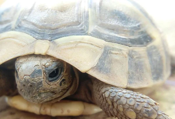 Plan Rapproché Tête Une Tortue Avec Fond Flou — Photo