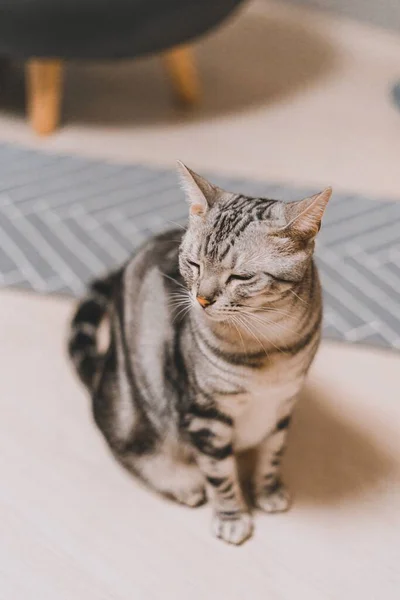 Eine Vertikale Aufnahme Einer Grau Gestromten Katze Die Auf Einer — Stockfoto