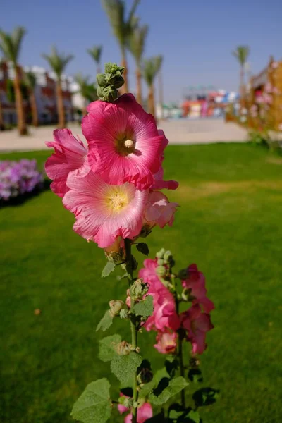 Eine Vertikale Nahaufnahme Eines Park Wachsenden Zweiges Pinkfarbener Stockrosen — Stockfoto