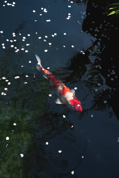 Высокоугольный Снимок Красивой Японской Рыбы Кои Пруду — стоковое фото