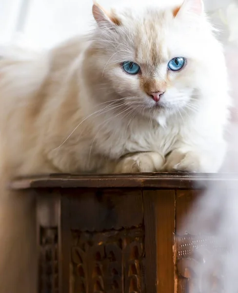 탁자에 고양이의 클로즈업 — 스톡 사진
