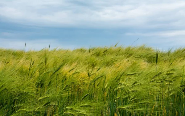 Een Groen Tarweveld Troebele Blauwe Lucht Achtergrond Concept — Stockfoto