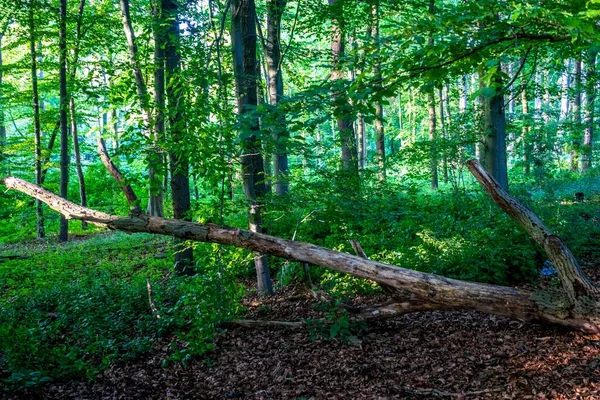 Zielone Gęsto Zapakowane Drzewa Haagse Bos Hadze Lasu — Zdjęcie stockowe