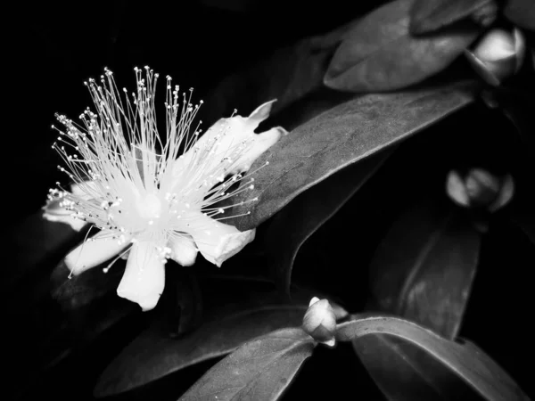 Rennes フランス 2020年5月12日 オリンパスデジタルカメラ1本の黒と白の花と葉を持つ3つの芽 — ストック写真