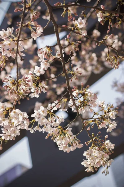 Ένα Κοντινό Πλάνο Της Ιαπωνικής Ανθοφορίας Κερασιάς Μια Παραδοσιακή Ιαπωνική — Φωτογραφία Αρχείου