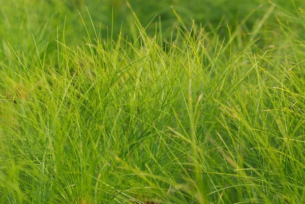 Paysage Quelques Longues Herbes Salissantes Parfait Pour Fond — Photo