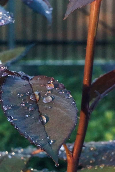 一滴の水で葉を塞ぐ — ストック写真