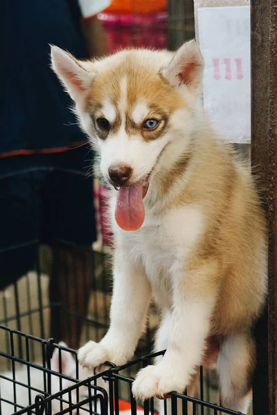 Vertical Shot Cute Syberian Husky Sitting Metal Cage — Stock Photo, Image