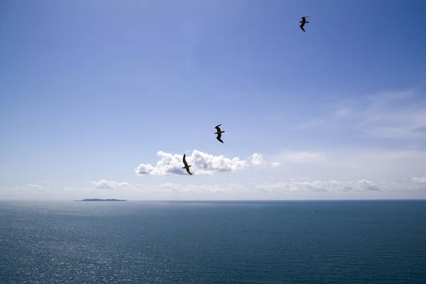 Eine Schöne Aufnahme Von Drei Möwen Die Über Dem Meer — Stockfoto