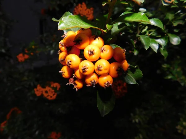 Gros Plan Aubépines Orange Entourées Feuilles Vertes Dans Jardin — Photo