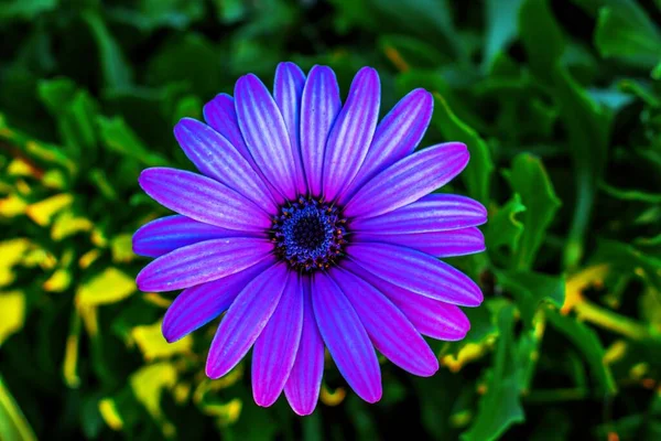 Una Messa Fuoco Selettiva Fiore Margherita Africano Viola — Foto Stock