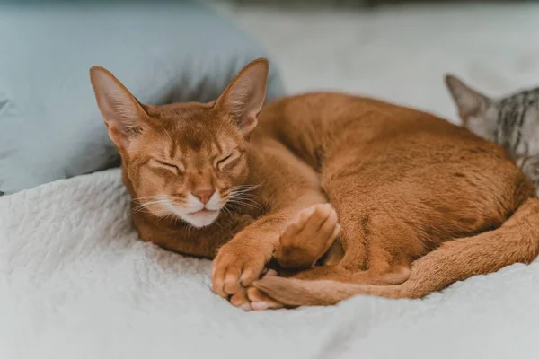 Close Gato Marrom Dormindo Uma Cama — Fotografia de Stock