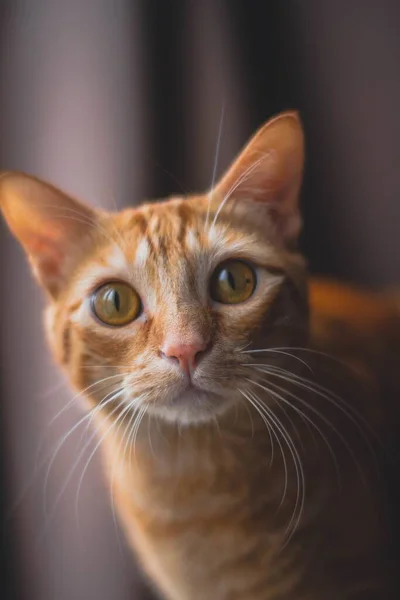 一只可爱的姜猫用黄色的眼睛抬起头拍了一张高角度的特写 — 图库照片