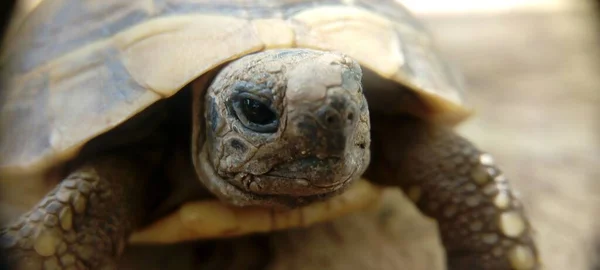 Nahaufnahme Des Kopfes Einer Schildkröte Mit Verschwommenem Hintergrund — Stockfoto