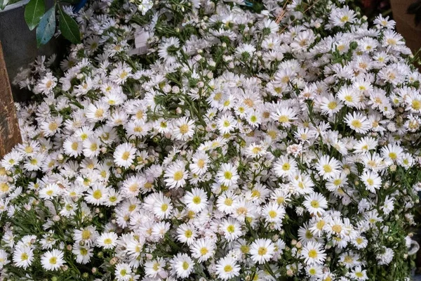 Tiro Ângulo Alto Centenas Belas Flores Brancas Margarida Capturadas Jardim — Fotografia de Stock