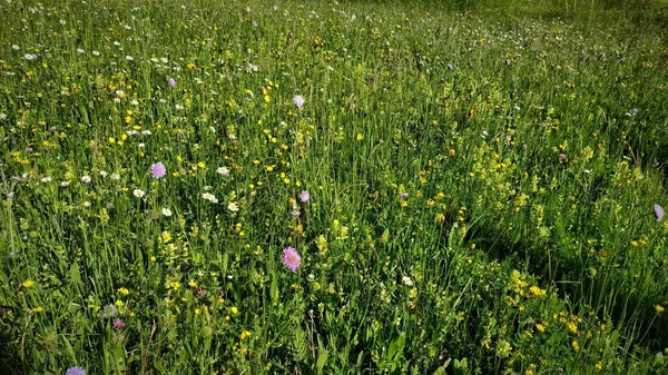 Campo Com Ervas Altas Flores Amarelas Roxas — Fotografia de Stock