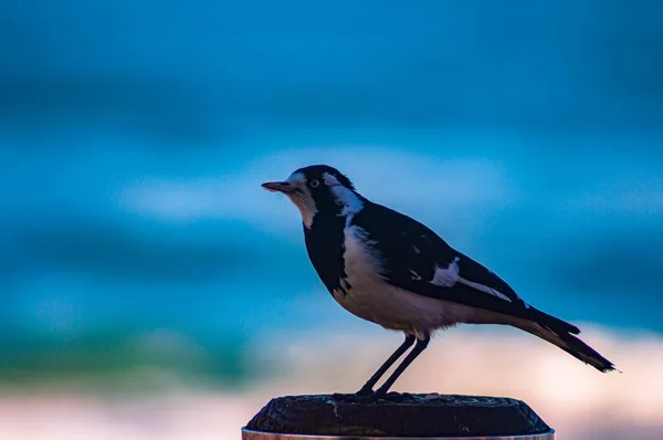 Eine Flache Fokusaufnahme Eines Schönen Kleinen Vogels Mit Einem Verschwommenen — Stockfoto