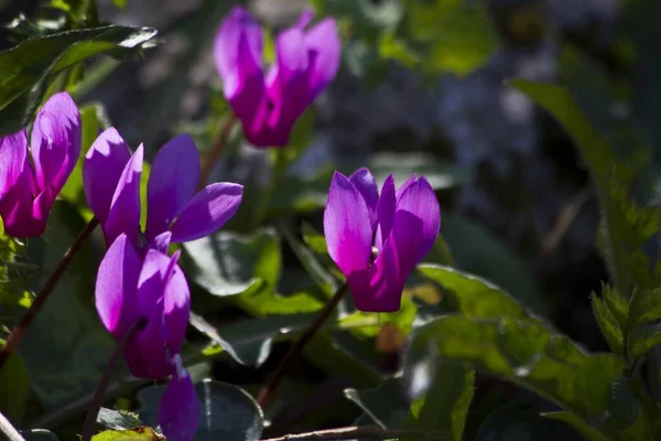 Belo Tiro Flores Cyclamen Repandum — Fotografia de Stock