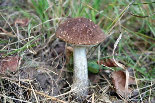 Fungo Con Cappello Marrone Coltivato Tra Erbe Perfetto Sfondo — Foto Stock