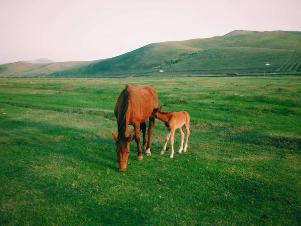 Caballo Madre Con Caballo Bebé Pastando Pasto Durante Día — Foto de Stock