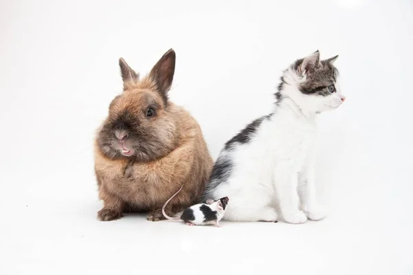 Isolated Shot Rabbit Kitten Sitting Front White Background — Stock Photo, Image