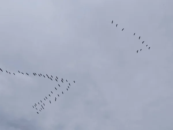 Niski Kąt Strzał Stada Latających Ptaków Pod Zachmurzonym Niebem — Zdjęcie stockowe