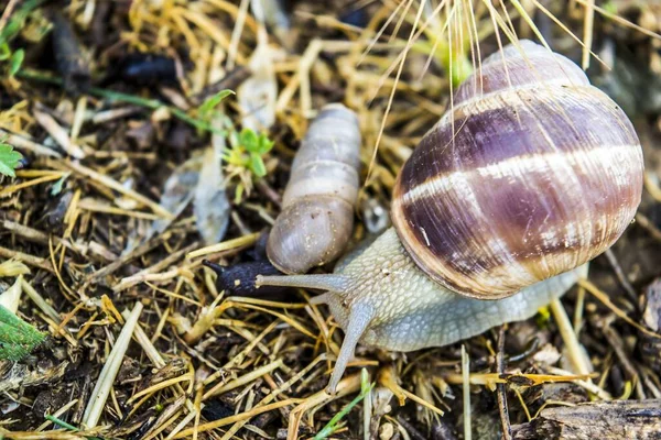 Widok Góry Ślimaka Chodzącego Naturalnej Trawie Smażonej — Zdjęcie stockowe