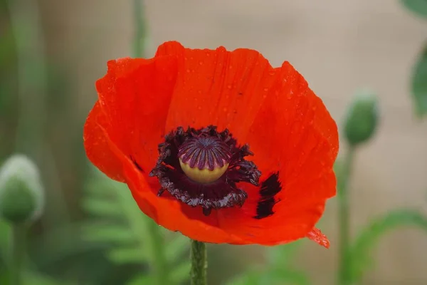 美丽的红罂粟花的精选焦点 — 图库照片
