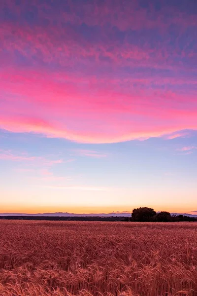 Hermoso Paisaje Campos Trigo Cielo Con Nubes Sombra Rosa — Foto de Stock