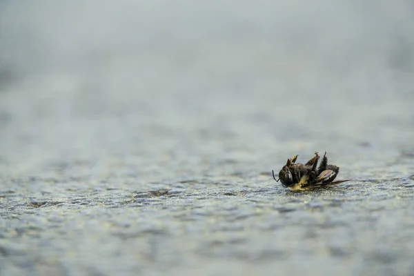 Een Close Shot Van Een Dode Bij Grond — Stockfoto