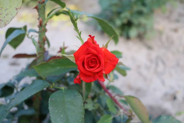 Zbliżenie Ujęcie Pięknej Czerwonej Róży Ogrodowej Otoczonej Zielonymi Liśćmi — Zdjęcie stockowe