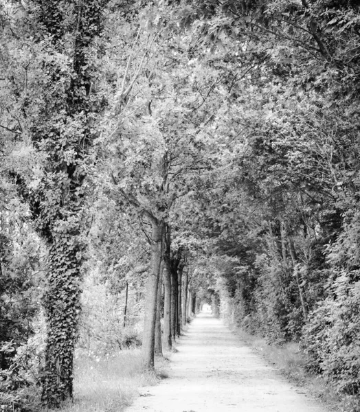 Rennes France May 2020 Olympus Digital Cameral Tree Lined Path — 스톡 사진