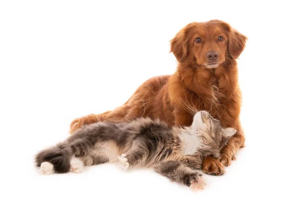 一只猎犬和一只猫躺在一起的特写镜头 被白色的背景隔开了 — 图库照片