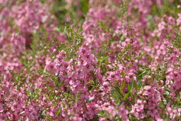 Grand Champ Minuscules Fleurs Violettes Roses Parfait Pour Fond — Photo