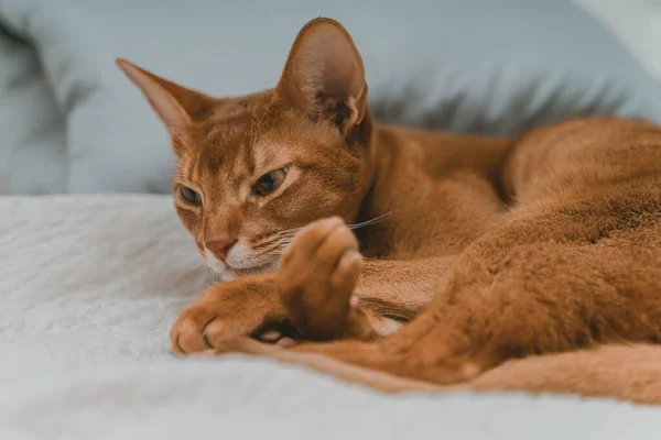 Nahaufnahme Einer Braunen Katze Die Auf Einem Bett Liegt — Stockfoto