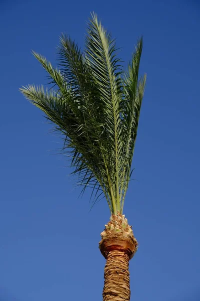 Vertikal Bild Toppen Palm Med Blå Bakgrund — Stockfoto