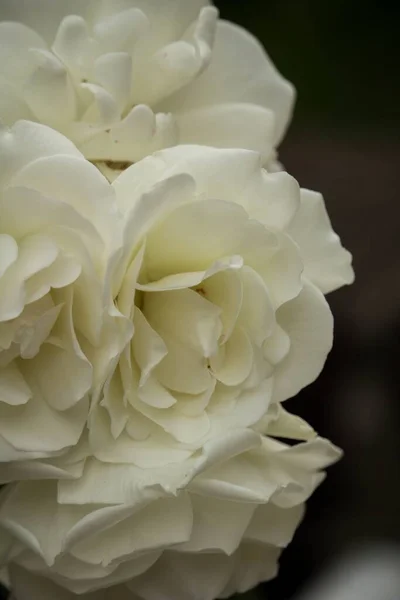 Vertical Selective Focus Shot White Common Peonies Dark Background — Stock Photo, Image