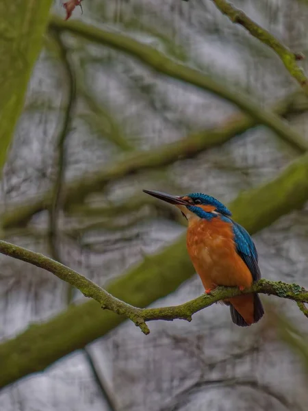 Tiro Perto Kingfisher Comum Alcedo Neste — Fotografia de Stock