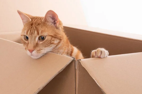 A closeup shot of a ginger cat in a box isolated on a white background