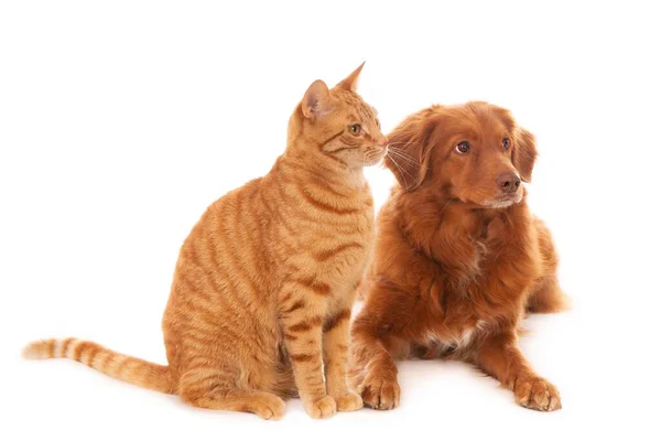 Colpo Isolato Cane Nova Scotia Duck Tolling Retriever Gatto Zenzero — Foto Stock