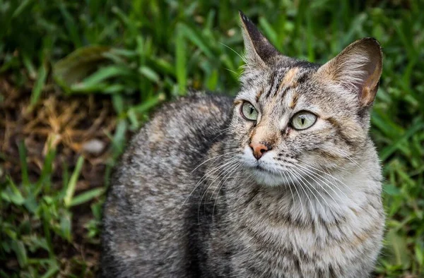 Μια Αξιολάτρευτη Γκρι Γάτα Σχέδια Και Πράσινα Μάτια — Φωτογραφία Αρχείου