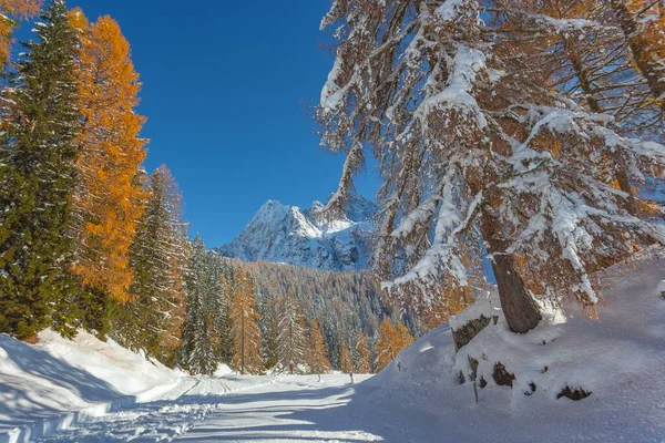 Poziome Ujęcie Śnieżnego Lasu Wysokimi Pomarańczowymi Zielonymi Drzewami Dookoła Dzień — Zdjęcie stockowe