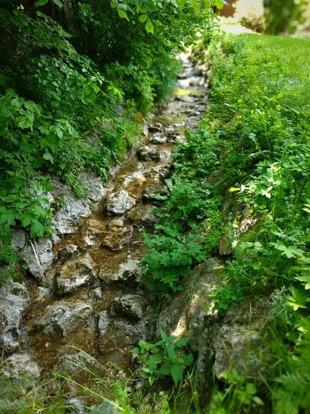 Caminho Pedra Alinhado Com Arbustos Verdes Gramíneas — Fotografia de Stock