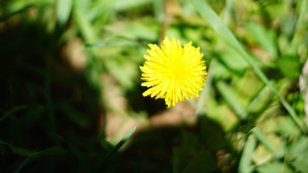 Tiro Seletivo Foco Uma Flor Amarela Florescendo Com Vegetação Fundo — Fotografia de Stock