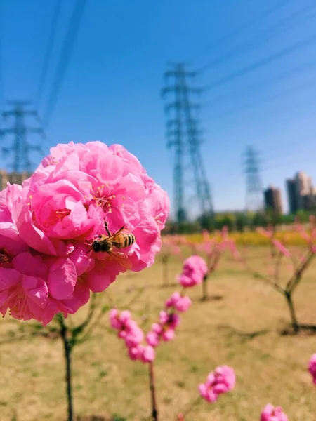 Вертикальний Крупним Планом Знімок Бджоли Красивій Рожевій Загальній Квітці Півонії — стокове фото