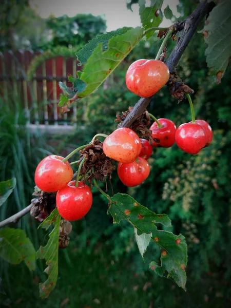 Μια Απαλή Εστίαση Από Κόκκινα Φρούτα Κεράσι Ένα Δέντρο — Φωτογραφία Αρχείου